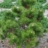 Pinus mugo 'Gnom' -- Gnomenzwergkiefer